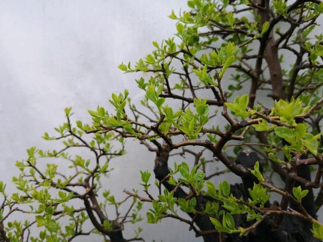  【技巧】刚下山的金弹子盆景桩头根系脱水怎么发根？3个技巧，明年能养胚
