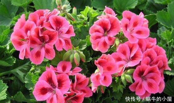  磷元素含量高@4种常年开花的植物，阳台随便养一种，四季有花赏，阳台变花园