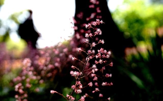  『花展』2020上海（国际）花展开幕