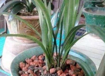  花生壳■养花盆土常常板结，埋下“4个小玩意”，变得松软，养花更旺了