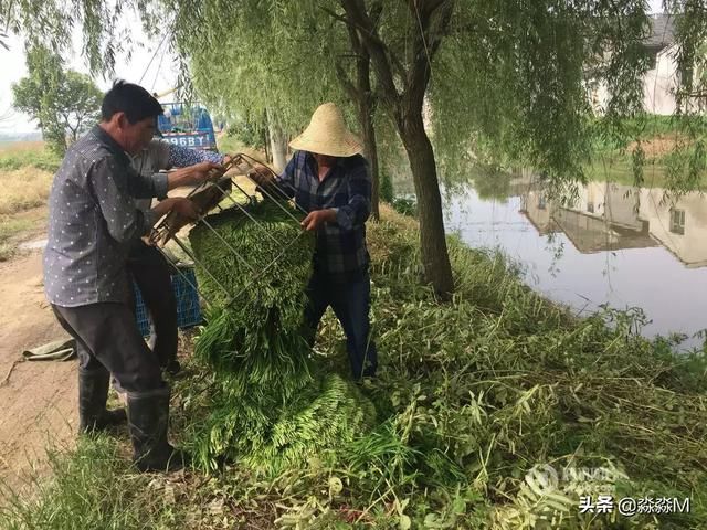 西瓜“成灾”，2毛一斤卖不动，顾客却吃不起，问题出在哪？