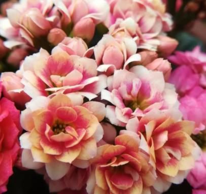  「家里」家里养这几款植物，四季开花不断，花开美艳动人，懒人必备花草