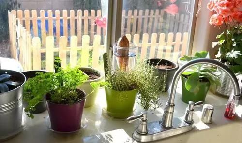  『香草植物』适合厨房养护的植物，耐油烟和湿热的植物有哪些？