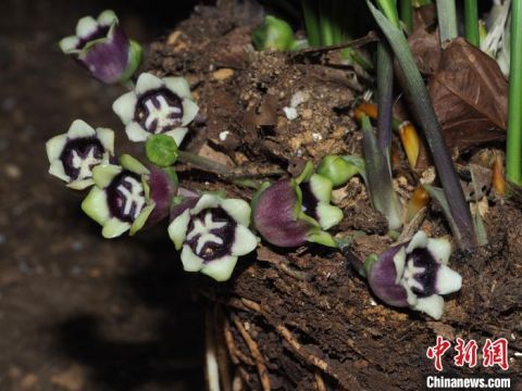  『抱蛋属植物』中国科研人员发现老挝植物新种——紫斑蜘蛛抱蛋