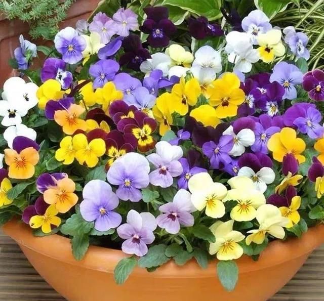  『排水良好』推荐一花多色的5种植物，缤纷多姿
