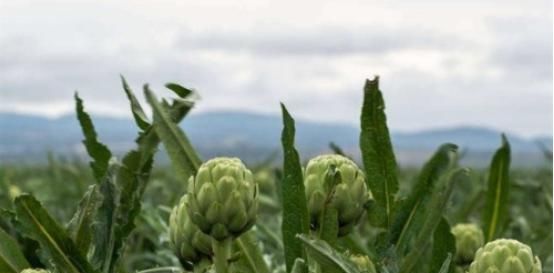  #炒热#市场一斤50，被炒热的洋藓为何无人种植，农民：我们不会