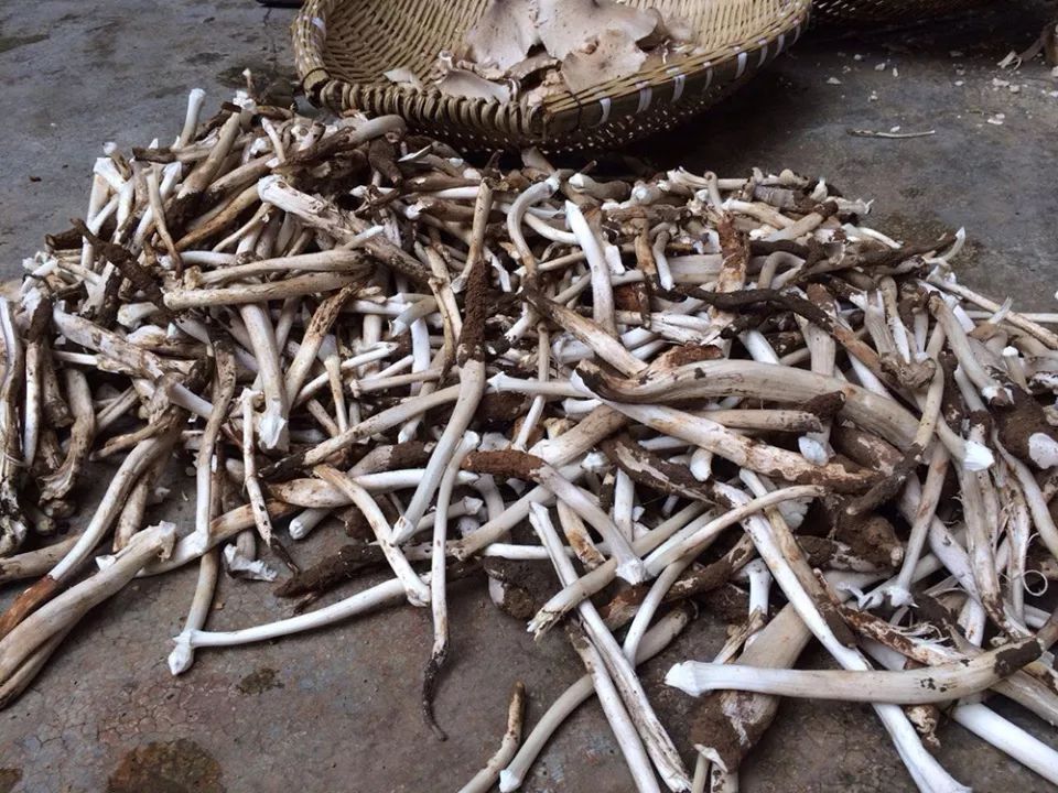  [共生]它与白蚁共生，采摘期仅15天，野生的不多见了，至今不能