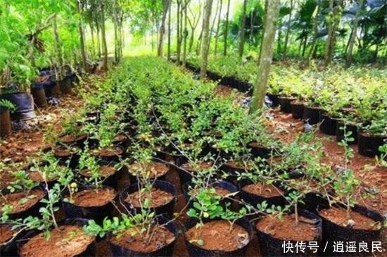  「市场」农村最缺什么市场，十种投资回报大的农村项目