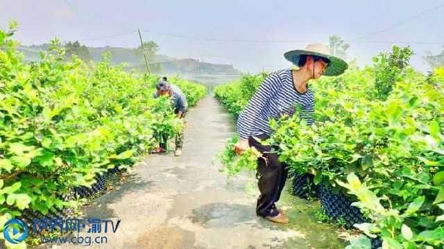  #增收#重庆潼南：特色农业成增收致富“香饽饽”