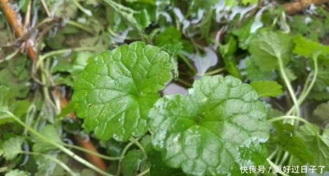 这种野草叫做活血丹，农村老人也叫它透骨风，你们知道有啥价值吗