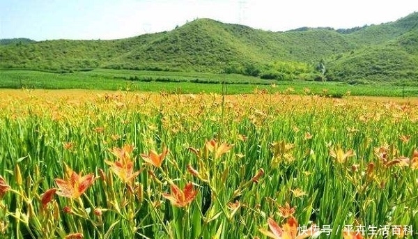  秸秆■农民就算不种地，也别碰这3个项目，搞不好“血汗钱”就被