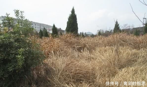  通知@惨！果园生草出大事了，300亩果园损失惨重！请立即通知给