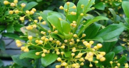  漂亮|3种花“快入盆”，一插就活，1盆轻松变10盆，开满阳台，超漂亮！