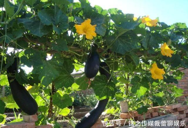  吊瓜|昔日农民争相种植，如今8毛一斤没人要，农民：你们咋就不