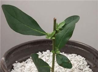 【简直】杜鹃花现在插，生根快好成活，简直不要太简单！