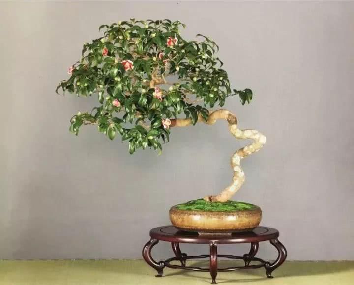 『感悟』盆景人感悟:勤奋,成就生活之美!