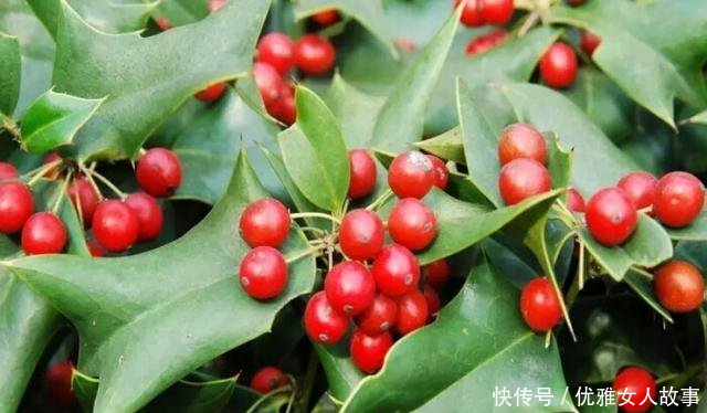 「老虎」它就是“老虎刺”,蛇见了都要躲着走,目前十分珍贵,遇见请珍惜!