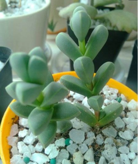  『绿萝』养花就养这几款，服盆快长势快，比绿萝还好养，密植一片绚丽多彩
