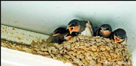 农村老人说“燕子不进苦寒门”，燕子是如何区分穷人和富人呢