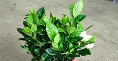  #正确#栀子花正确上盆，叶片油亮翠绿，花开多多！
