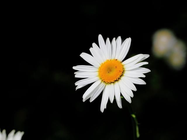 菊花还有苹果仙子这个品种？作用不少，开花好看养护简单！