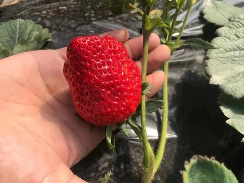  摘果|砂糖橘跌落神坛，收购价从5元一斤跌至1元一斤，果农还会继