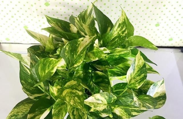  不难■花叶绿萝不难养，用上这3个“攻略”，疯窜个不停！