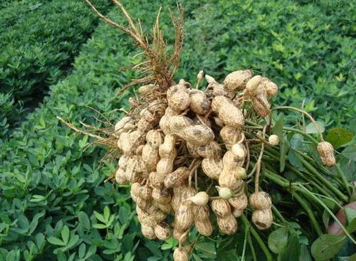  争论：农民种花生，剥壳种好？还是带壳好？争论了多年，终于有答案了