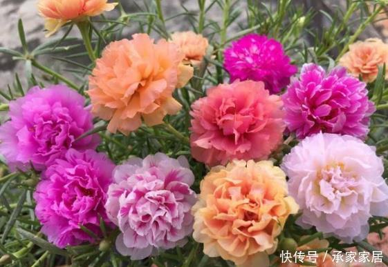  茉莉花■最适合夏天养的花，40度高温晒不死，越晒开花越旺，花香四溢！