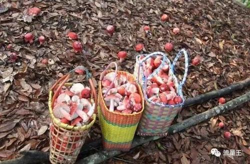 农村大山林里的红色蘑菇，售价几百块钱一斤，你们有没有看过