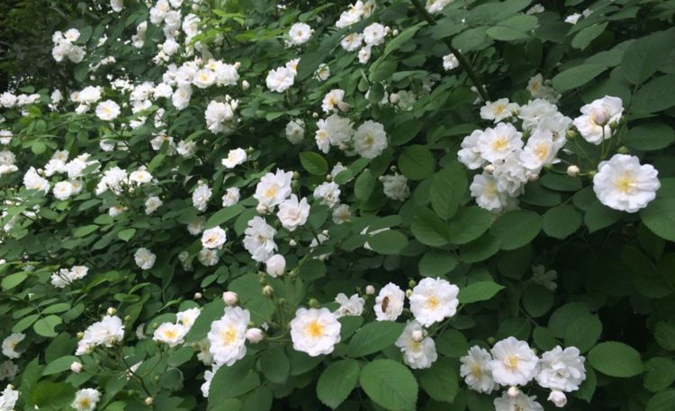  「丰硕」蔷薇花”该怎样管理？注意此3点，开花丰硕花香浓！
