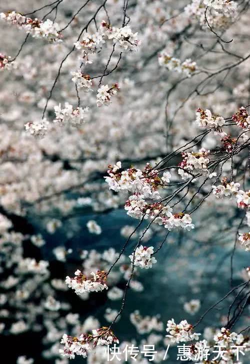 人间三月，桃红柳绿，杏花春雨，最美江南！