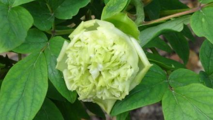  #碧玉#喜欢菊花，不如养盆“菊中珍品”碧玉珊瑚，绿如新翠，高贵优雅！