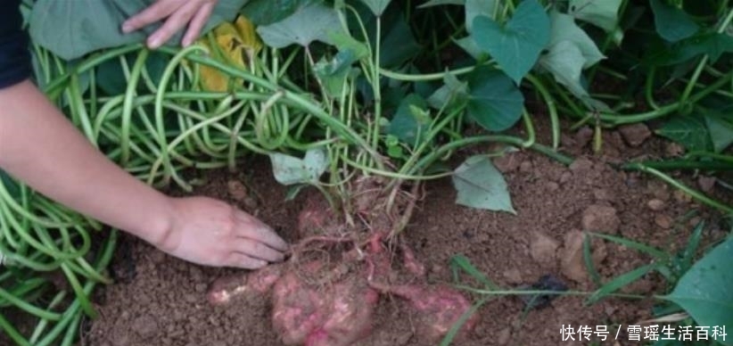 曾被外国禁止出口，后被人偷偷带回国，如今遍地没人要，拿去喂猪