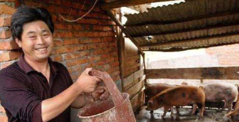  #后厨#以前农村家家都有“泔水猪”，也没出现猪瘟，为啥现在不