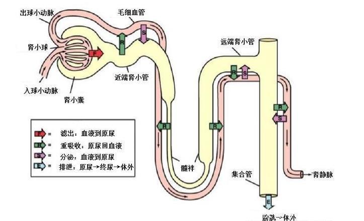 一喝水就有尿的人和喝水多没尿的人,谁的