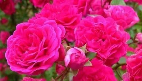  【甜蜜红木香】香花不艳，艳花不香？这种花是又艳又香，号称中国香水之花