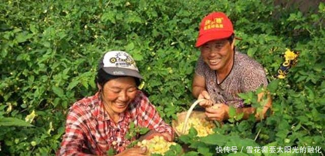 农民不种甜瓜种它，亩产5000斤，每斤20元