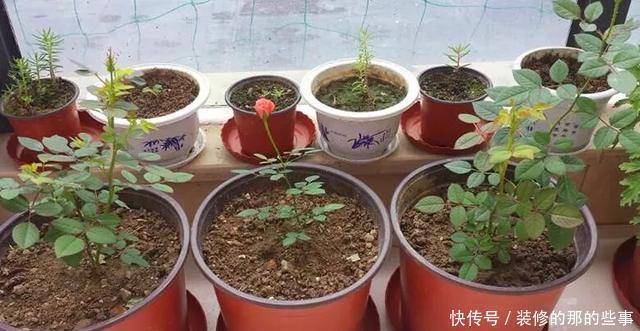 『执着的花盲』养花技巧:这5种花现在扦插,下个月就开花,千万别错过时机!