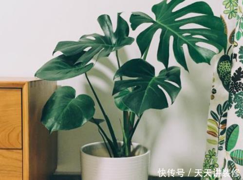  「增加」春季气候太干燥？4种绿植堪称“天然加湿器”，养1盆能增加湿度