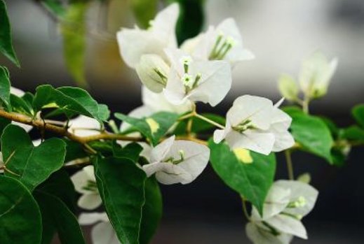 家里@阳台养盆“开花机器”,剪根枝条,1盆变100盆,家里变成小花园