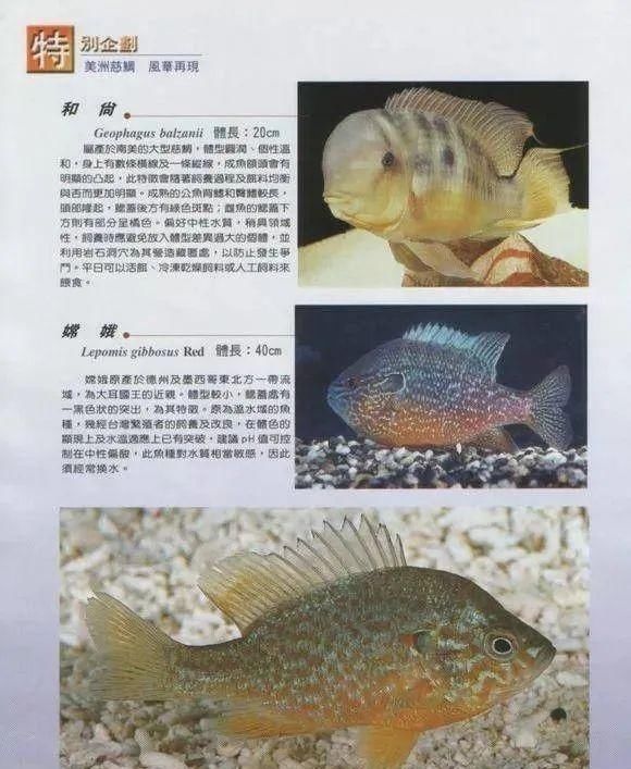  #水族市场上#美洲慈鲷之美，您细品