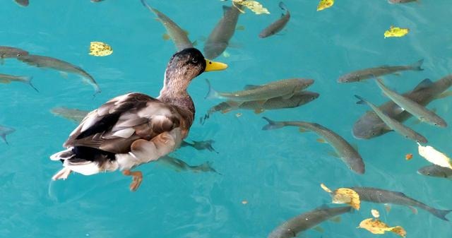  【生态】林鸡鸭猪鱼五位一体立体生态高效养殖（实用）