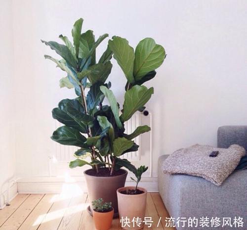甲醛|客厅养盆镇宅花,吸收甲醛除异味,越养家越旺