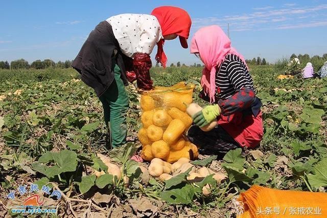 高台南华镇引进南瓜新品种拓宽群众致富路