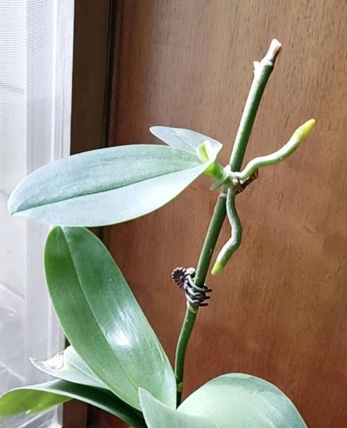  『再次』谢花的蝴蝶兰不仅能再次开花还能冒高芽，蝴蝶兰发高芽的2个方法