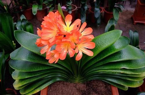  「种植」花卉种植技术：想养殖好花卉君子兰，君子兰养护这几点不要做！