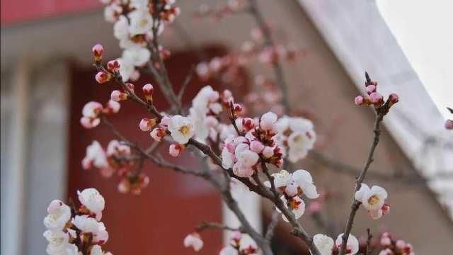  [画中游]春在枝头俏，人在画中游