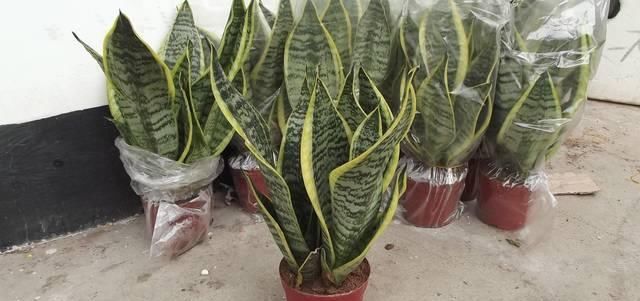  『适合』有哪几种植物适合在光线不好的家里养护