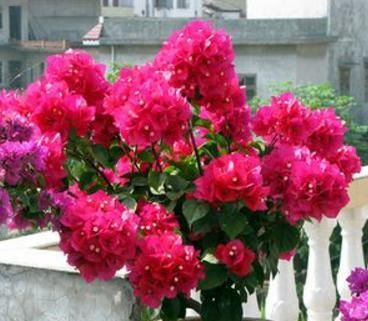 【蟹爪兰】春节家里放这3种花,变身“小花园”,开花一茬茬,让人心情愉悦